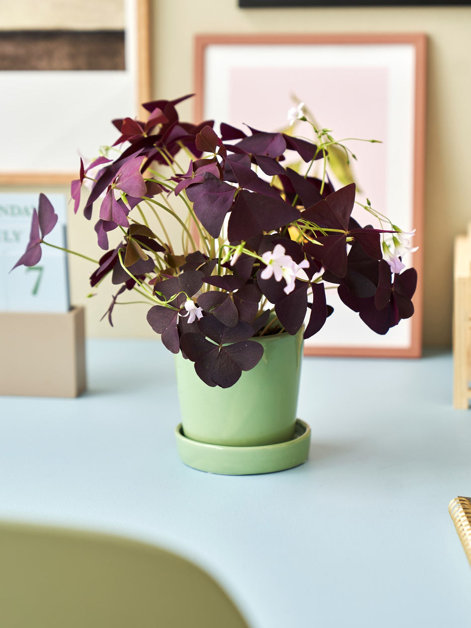 Blómapottur með undirskál